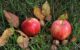 cueillette des pommes